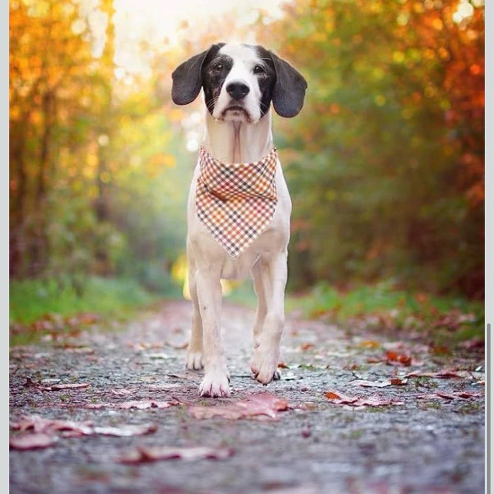Elegant Little Tail Dog Bandana for Boy Girl Small Dogs
